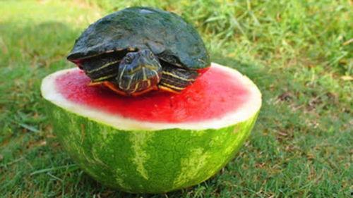 双面龟吃瓜,一瓜两味,揭秘龟中奇观