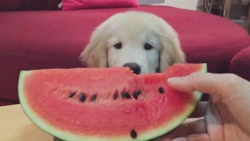 金毛犬吃瓜视频,萌态十足引网友爆笑