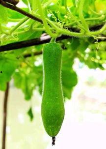 农村吃的护瓜,揭秘农村护瓜的神奇魅力