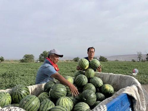 刘光辉吃瓜,揭秘娱乐圈幕后真相