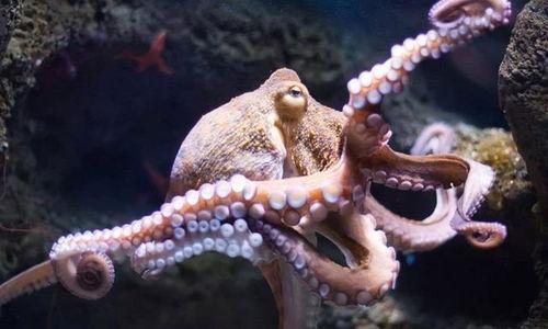 章鱼妈妈吃瓜女孩,一场奇妙的海洋邂逅