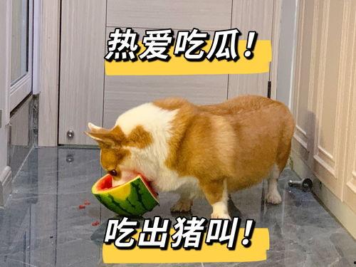 我家狗会吃瓜,瓜果美食之旅