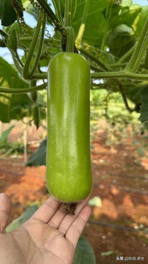 蒲瓜和什么吃,探寻家常美食新境界