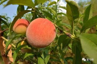 林川奈奈子 吃瓜,瓜田里的明星，揭秘娱乐圈幕后故事