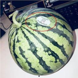 郴州网红吃瓜,揭秘背后真相与网络舆论风暴