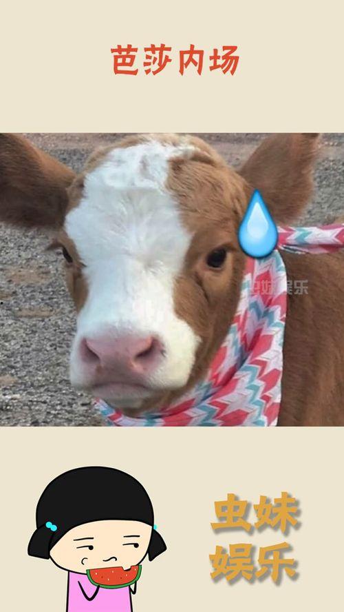 抖音不敢随便吃瓜,揭秘“不敢随便吃瓜”背后的真相