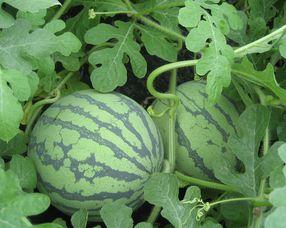 怀孕可吃铁瓜吗,铁瓜——孕妇的滋补佳选