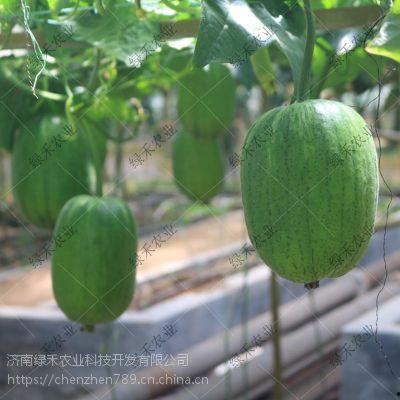 山东辽宁吃瓜,地域特色美食盛宴