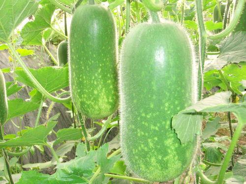 吃瓜炸裂大瓜投稿,吃瓜群众炸裂现场，真相令人震惊！