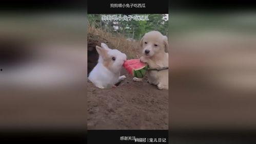 狗子吃小圆瓜好吗怎么吃,狗子食用小圆瓜的正确方法与注意事项