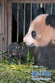 野生大熊猫吃瓜,瓜果飘香