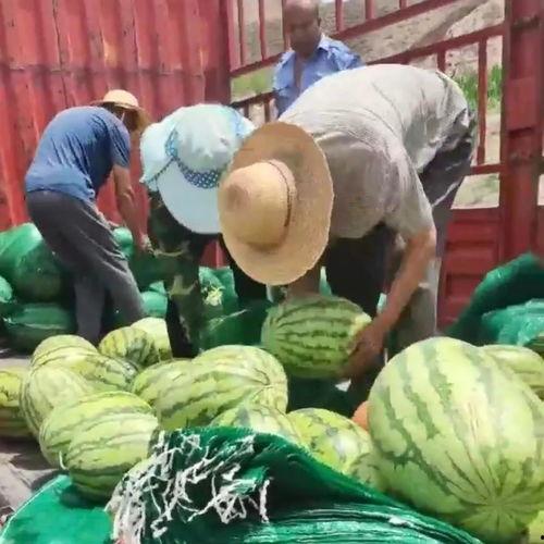 甘肃农民吃瓜,丰收喜悦映衬美好生活