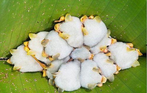 小牧吃瓜系统,揭秘娱乐圈幕后风云