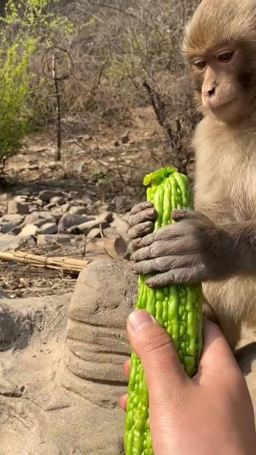 猴子吃瓜上蹿下跳,欢乐跳跃的奇幻之旅