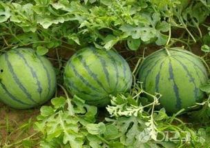 怀孕吃梨瓜,梨瓜助力母婴健康