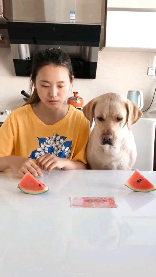 主人吃瓜比赛视频,一场惊心动魄的吃瓜大赛精彩瞬间