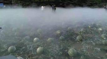 吃瓜热门事件北湖,揭秘吃瓜群众热议的神秘事件