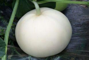 吃梨瓜为什么咳嗽,揭秘食用禁忌与健康风险