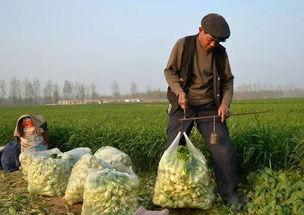 瓜菜打农药几天才可以吃,瓜菜打农药后多久安全食用指南
