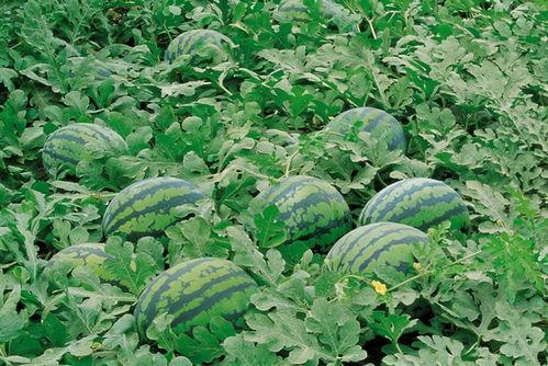 吃瓜群的人图片,一张图看尽人间百态