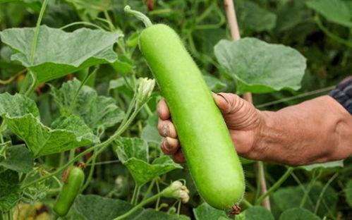 瓠瓜根吃,瓠瓜根的营养价值与食用方法揭秘