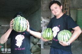 地头吃瓜没带刀,巧用智慧，无需锋利刀具